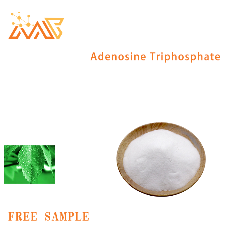 Adenosine Triphosphate